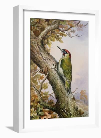 Green Woodpecker-Carl Donner-Framed Giclee Print