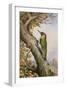 Green Woodpecker-Carl Donner-Framed Giclee Print