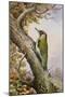Green Woodpecker-Carl Donner-Mounted Giclee Print