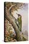 Green Woodpecker-Carl Donner-Stretched Canvas