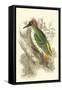 Green Woodpecker-Sir William Jardine-Framed Stretched Canvas