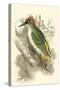 Green Woodpecker-Sir William Jardine-Stretched Canvas