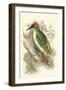 Green Woodpecker-Sir William Jardine-Framed Art Print