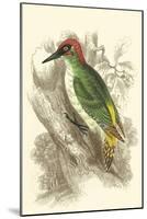 Green Woodpecker-Sir William Jardine-Mounted Art Print