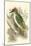 Green Woodpecker-Sir William Jardine-Mounted Art Print