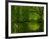 Green World-Irene Suchocki-Framed Photographic Print