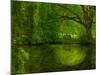 Green World-Irene Suchocki-Mounted Photographic Print