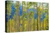 Green Yellow Aspen Trees-duallogic-Stretched Canvas