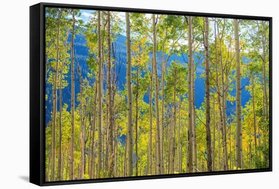 Green Yellow Aspen Trees-duallogic-Framed Stretched Canvas