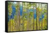 Green Yellow Aspen Trees-duallogic-Framed Stretched Canvas