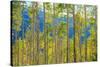 Green Yellow Aspen Trees-duallogic-Stretched Canvas