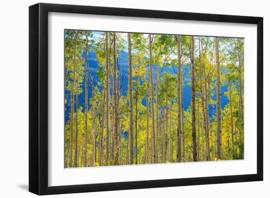 Green Yellow Aspen Trees-duallogic-Framed Photographic Print