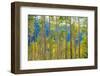 Green Yellow Aspen Trees-duallogic-Framed Photographic Print