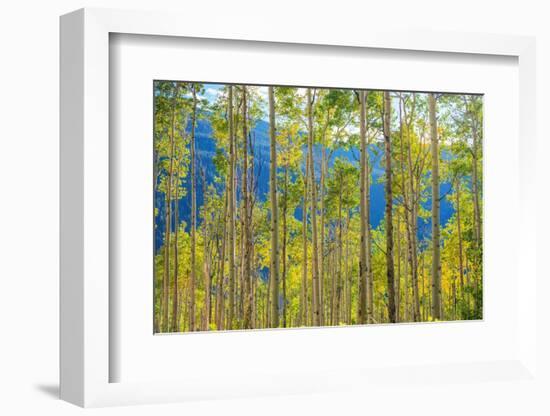 Green Yellow Aspen Trees-duallogic-Framed Photographic Print