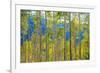 Green Yellow Aspen Trees-duallogic-Framed Photographic Print