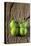 Green Zebra Tomatoes-Thomas Klee-Stretched Canvas