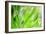 Green-Ursula Abresch-Framed Premium Photographic Print