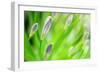 Green-Ursula Abresch-Framed Premium Photographic Print