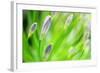 Green-Ursula Abresch-Framed Photographic Print