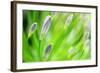 Green-Ursula Abresch-Framed Photographic Print