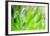 Green-Ursula Abresch-Framed Photographic Print