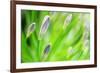 Green-Ursula Abresch-Framed Photographic Print