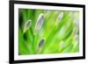 Green-Ursula Abresch-Framed Photographic Print