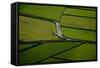 Green-Rui Caria-Framed Stretched Canvas