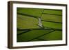 Green-Rui Caria-Framed Photographic Print