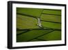 Green-Rui Caria-Framed Photographic Print