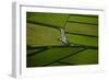 Green-Rui Caria-Framed Photographic Print