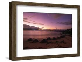 Greenback turtles (Chelonia mydas) on Baldwin Beach, Maui Island, Hawaii, USA-Christian Kober-Framed Photographic Print