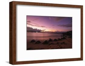 Greenback turtles (Chelonia mydas) on Baldwin Beach, Maui Island, Hawaii, USA-Christian Kober-Framed Photographic Print