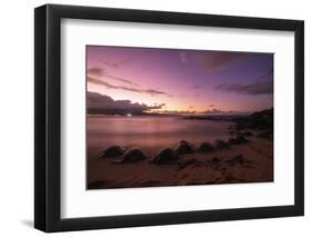 Greenback turtles (Chelonia mydas) on Baldwin Beach, Maui Island, Hawaii, USA-Christian Kober-Framed Photographic Print