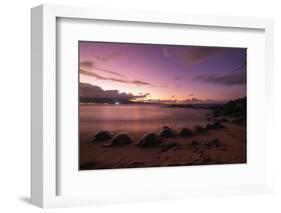 Greenback turtles (Chelonia mydas) on Baldwin Beach, Maui Island, Hawaii, USA-Christian Kober-Framed Photographic Print