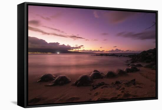 Greenback turtles (Chelonia mydas) on Baldwin Beach, Maui Island, Hawaii, USA-Christian Kober-Framed Stretched Canvas