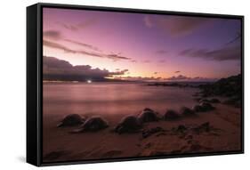 Greenback turtles (Chelonia mydas) on Baldwin Beach, Maui Island, Hawaii, USA-Christian Kober-Framed Stretched Canvas