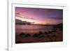 Greenback turtles (Chelonia mydas) on Baldwin Beach, Maui Island, Hawaii, USA-Christian Kober-Framed Photographic Print