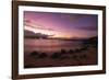 Greenback turtles (Chelonia mydas) on Baldwin Beach, Maui Island, Hawaii, USA-Christian Kober-Framed Photographic Print