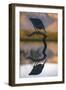 Greenbacked (striated) heron (Butorides striatus), Zimanga private game reserve, KwaZulu-Natal-Ann and Steve Toon-Framed Photographic Print