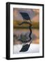 Greenbacked (striated) heron (Butorides striatus), Zimanga private game reserve, KwaZulu-Natal-Ann and Steve Toon-Framed Photographic Print
