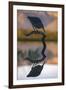 Greenbacked (striated) heron (Butorides striatus), Zimanga private game reserve, KwaZulu-Natal-Ann and Steve Toon-Framed Photographic Print