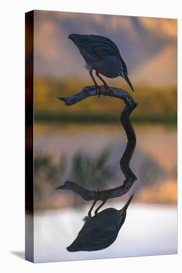 Greenbacked (striated) heron (Butorides striatus), Zimanga private game reserve, KwaZulu-Natal-Ann and Steve Toon-Stretched Canvas