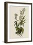 Greenblack-Capt Flycatcher-null-Framed Giclee Print