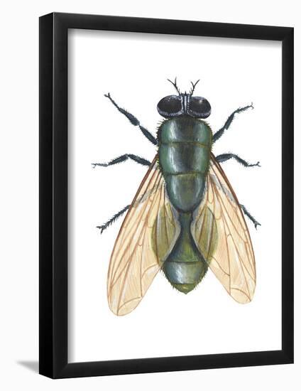 Greenbottle Fly (Lucilia Caesar), Insects-Encyclopaedia Britannica-Framed Poster