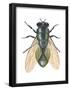 Greenbottle Fly (Lucilia Caesar), Insects-Encyclopaedia Britannica-Framed Poster