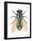 Greenbottle Fly (Lucilia Caesar), Insects-Encyclopaedia Britannica-Framed Poster
