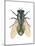 Greenbottle Fly (Lucilia Caesar), Insects-Encyclopaedia Britannica-Mounted Poster