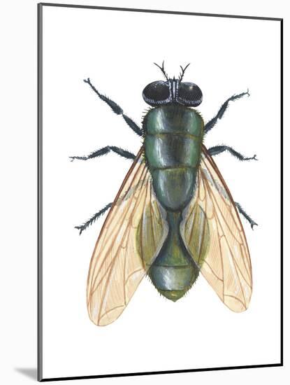 Greenbottle Fly (Lucilia Caesar), Insects-Encyclopaedia Britannica-Mounted Poster