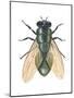Greenbottle Fly (Lucilia Caesar), Insects-Encyclopaedia Britannica-Mounted Poster